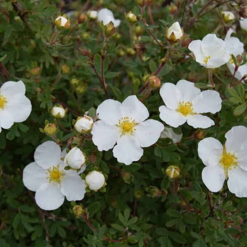 Potentilla fruticosa 'Abbotswood' 20-30 cm